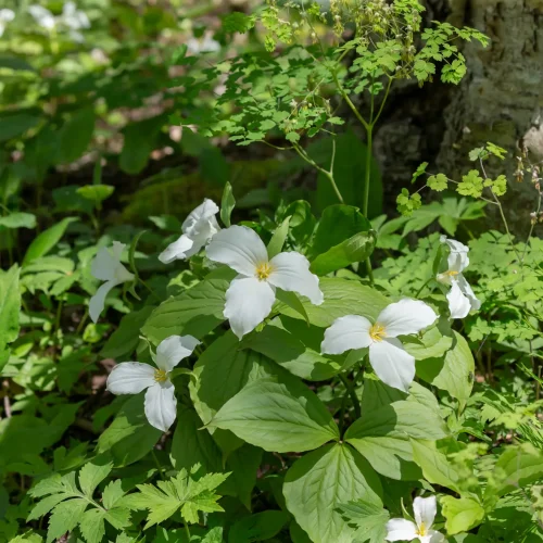 native-large-flowered-trillium-in-a-garden