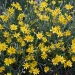 native-oregon-sunshine-Eriophyllum-lanatum
