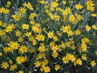 native-oregon-sunshine-Eriophyllum-lanatum