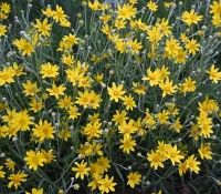 native-oregon-sunshine-Eriophyllum-lanatum