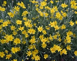 native-oregon-sunshine-Eriophyllum-lanatum