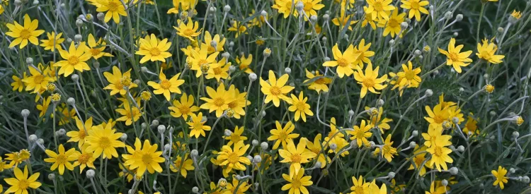 native-oregon-sunshine-Eriophyllum-lanatum