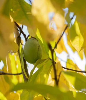 native-paw-paw-tree-in-the-fall-with-fruit #image_title
