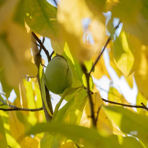 native-paw-paw-tree-in-the-fall-with-fruit #image_title