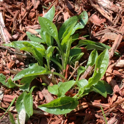 native-plant-coneflower-emerging-from-the-ground