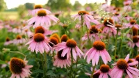 native-plant-coneflowers-in-the-sun