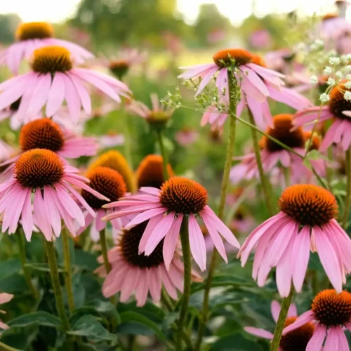 native-plant-coneflowers-in-the-sun