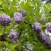native-plants-WISTERIA-FRUTESCENS-american-wisteria-