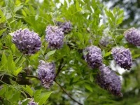 native-plants-WISTERIA-FRUTESCENS-american-wisteria-