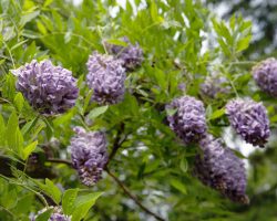 native-plants-WISTERIA-FRUTESCENS-american-wisteria-