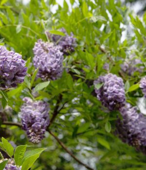 native-plants-WISTERIA-FRUTESCENS-american-wisteria- native-plants-WISTERIA-FRUTESCENS-american-wisteria-