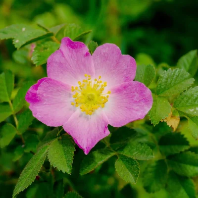 native-rose-Rosa-virginiana-in-bloom