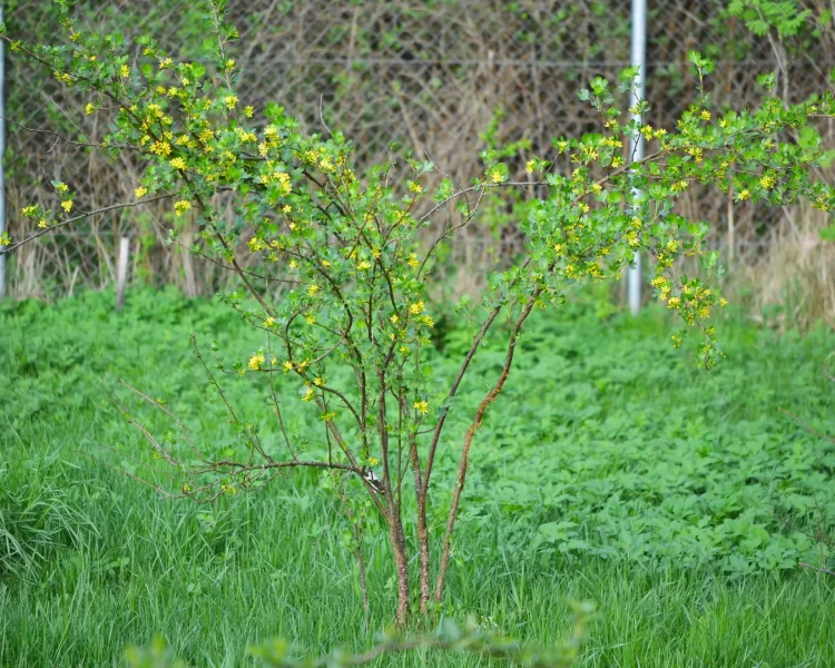 A single golden currant can be a focal point
