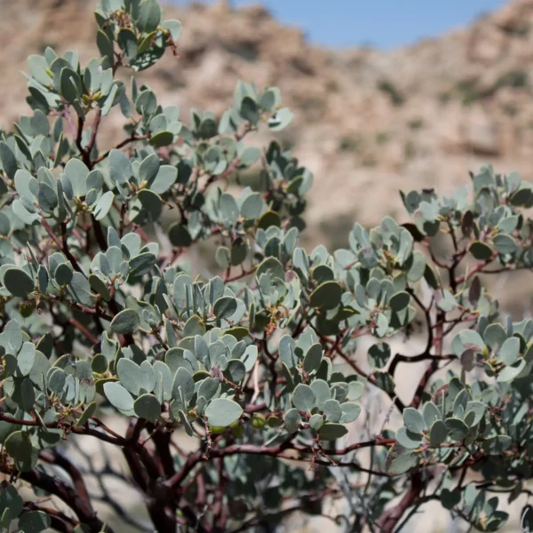 native-shrub-bigberry-manzanita-Arctostaphylos-glauca