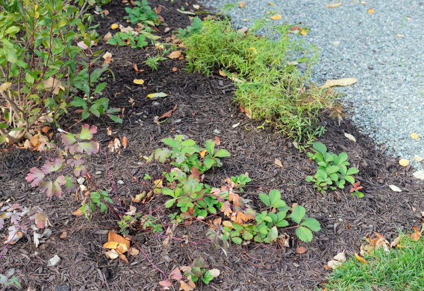native-strawberries-food-forest-native-gardening native-strawberries-food-forest-native-gardening