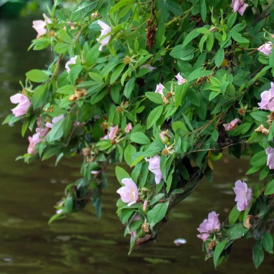 native-swamp-rose-Rosa-palustris