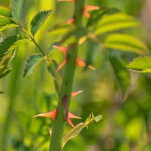 native-thorns-of-dwarf-rose