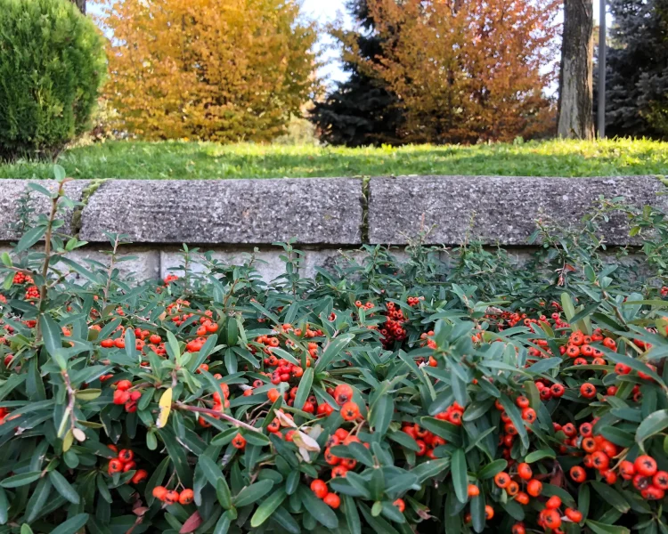 You can keep toyon pruned into a neat border or hedge