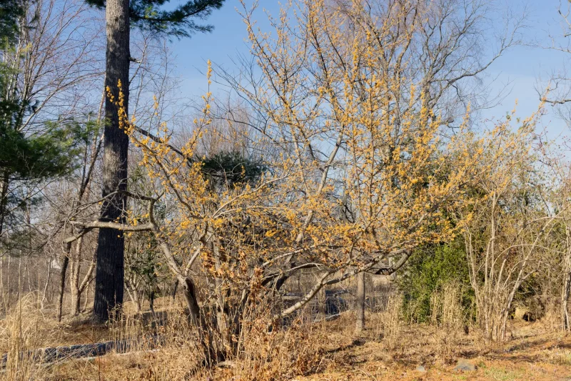Spring Witchhazel covered in tiny bright torches in February