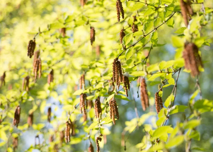 native-tree-sweet-birch-Betula-lenta