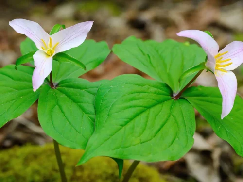 Pinkish-white woodland flowers with yellow centers atop broad green leaves in a natural setting.