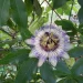 native-vine-passion-flower-in-bloom