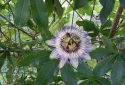 native-vine-passion-flower-in-bloom