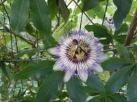 native-vine-passion-flower-in-bloom