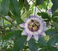 native-vine-passion-flower-in-bloom