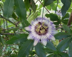 native-vine-passion-flower-in-bloom