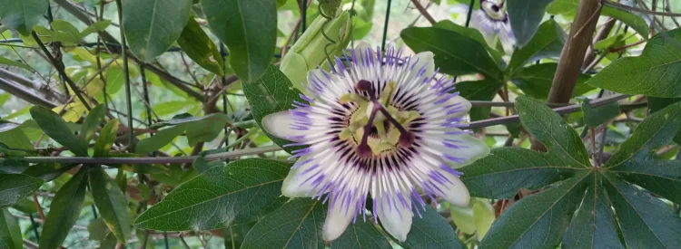 native-vine-passion-flower-in-bloom