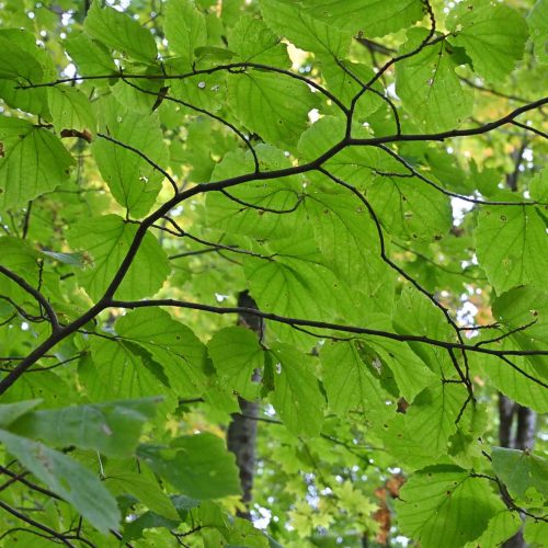 native-witchhazel-shrub-in-the-summer #image_title
