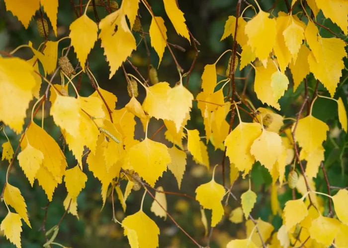 native-yellow-birch-Betula-alleghaniensis