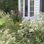 new-england-native-garden-in-bloom