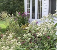 new-england-native-garden-in-bloom