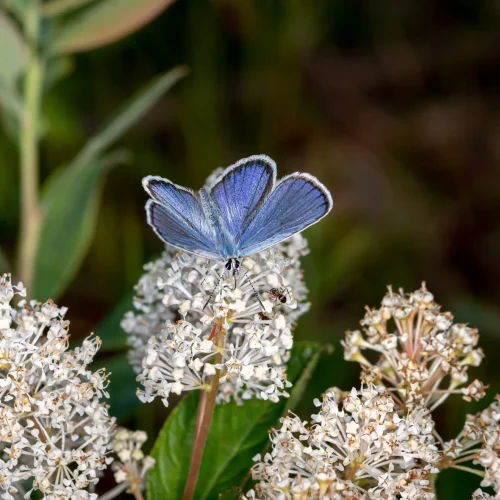 new-jersey-tea-native-azure-butterfly