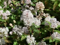 new-jersey-tea-native-shrub-in-bloom