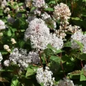 new-jersey-tea-native-shrub-in-bloom