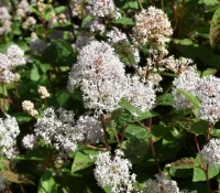 new-jersey-tea-native-shrub-in-bloom