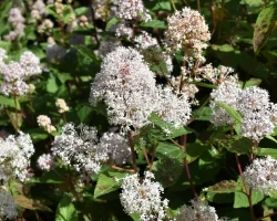 new-jersey-tea-native-shrub-in-bloom