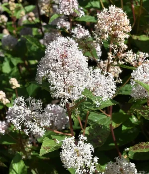new-jersey-tea-native-shrub-in-bloom new-jersey-tea-native-shrub-in-bloom