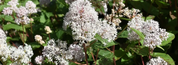 new-jersey-tea-native-shrub-in-bloom