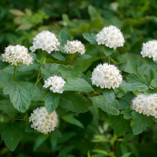 ninebark-Physocarpus_opulifolius_Arkansas