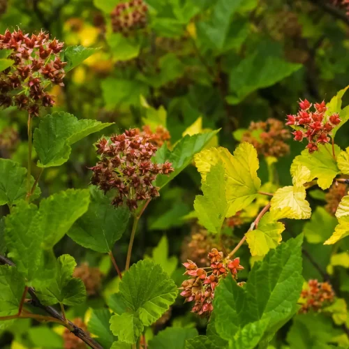 ninebark-fruits-in-the-fall-native-shrub