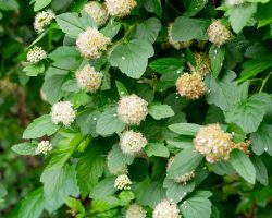 ninebark-native-shrub-in-landscaping