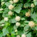 ninebark-native-shrub-in-landscaping