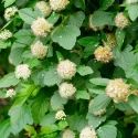 ninebark-native-shrub-in-landscaping