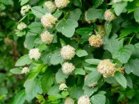 ninebark-native-shrub-in-landscaping