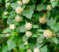 ninebark-native-shrub-in-landscaping