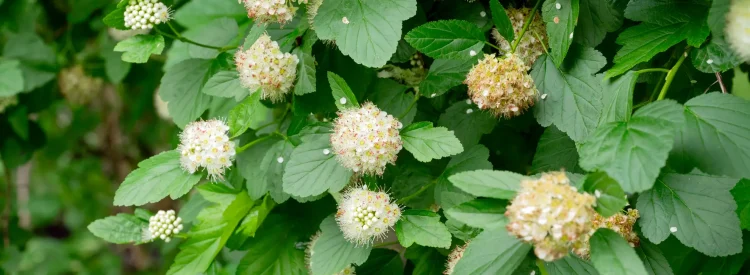 ninebark-native-shrub-in-landscaping